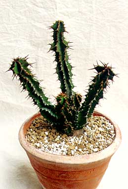 Euphorbia perangusta ̎ʐ^