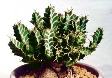 Euphorbia persistens ̎ʐ^