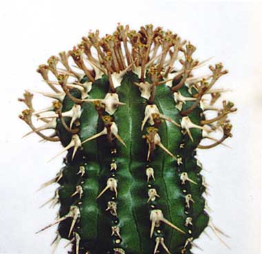 Euphorbia philipsiae ̎ʐ^