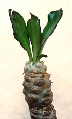 Euphorbia poissonii ̎ʐ^