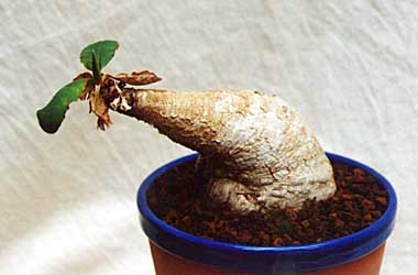 Euphorbia primulifolia ̎ʐ^