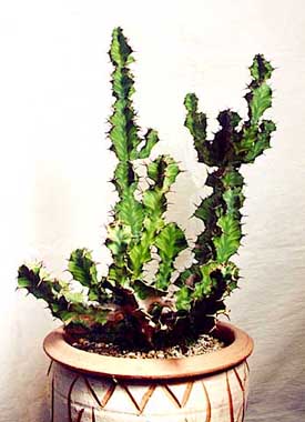 Euphorbia pseudocactus ̎ʐ^