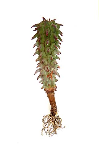Euphorbia restricta ̎ʐ^