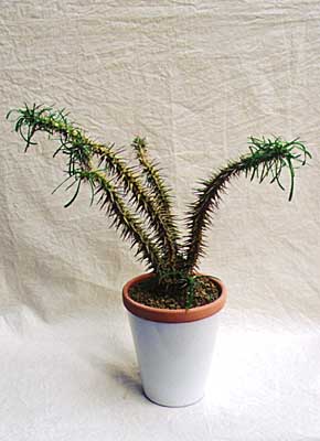 Euphorbia rossii ̎ʐ^