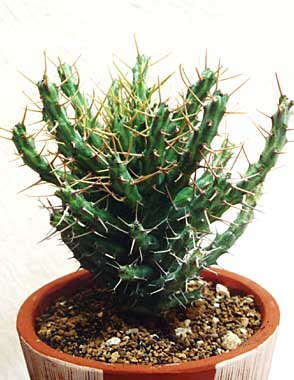 Euphorbia schizacantha ̎ʐ^