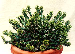 Euphorbia squarrosa ̎ʐ^