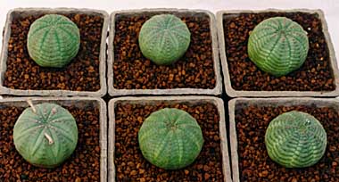 Euphorbia symmetrica ̎ʐ^