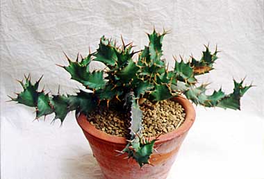 ユーフォルビア トルチラマ(Euphorbia tortirama) 多肉植物データベース