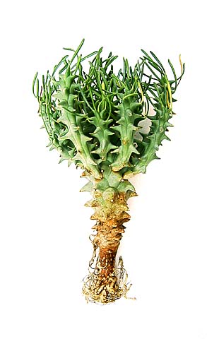 Euphorbia tuberculata ̎ʐ^