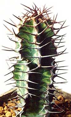 Euphorbia virosa ̎ʐ^