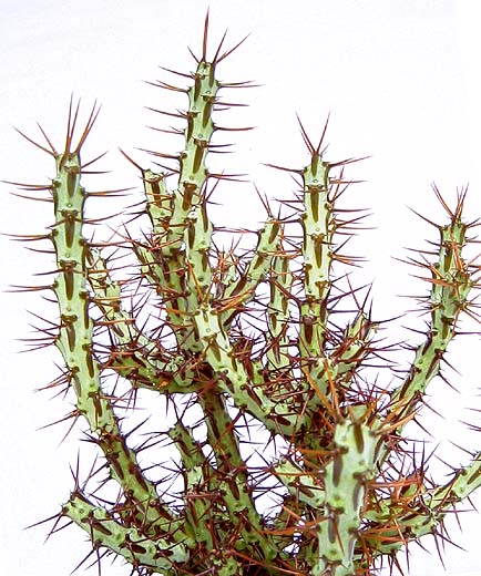 Euphorbia aeruginosa ̎ʐ^