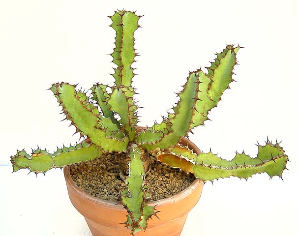 Euphorbia barhardii ̎ʐ^