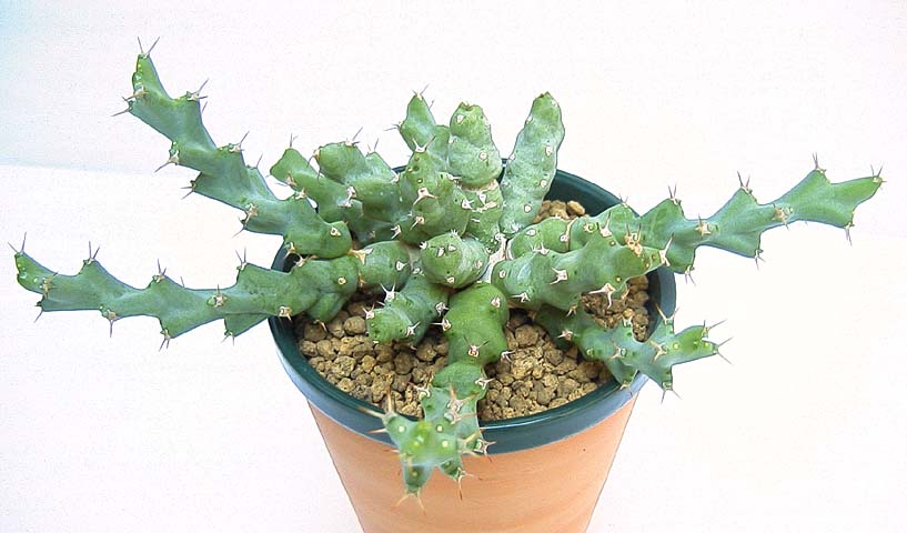Euphorbia clivicola ̎ʐ^