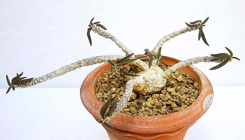 Euphorbia cylindrifolia ̎ʐ^