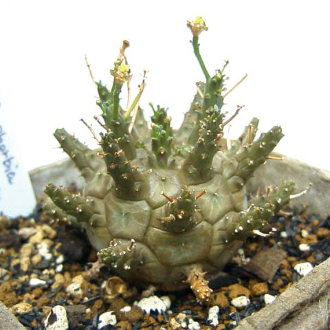 Euphorbia decepta ̎ʐ^