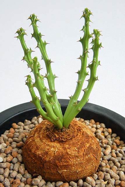 Euphorbia decidua ̎ʐ^