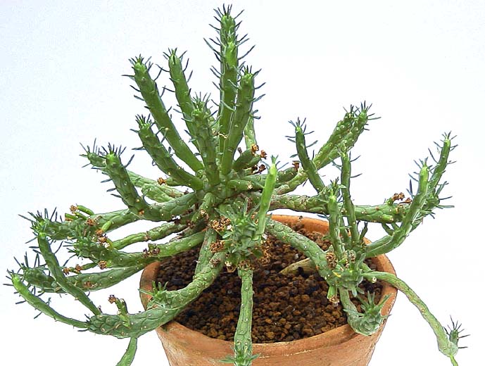 Euphorbia gatbergensis ̎ʐ^