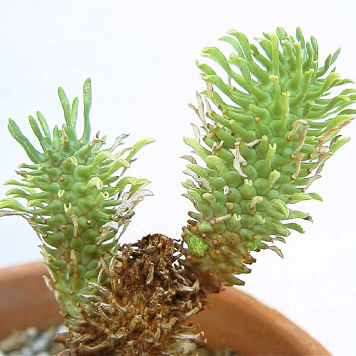 Euphorbia hypogaea ̎ʐ^