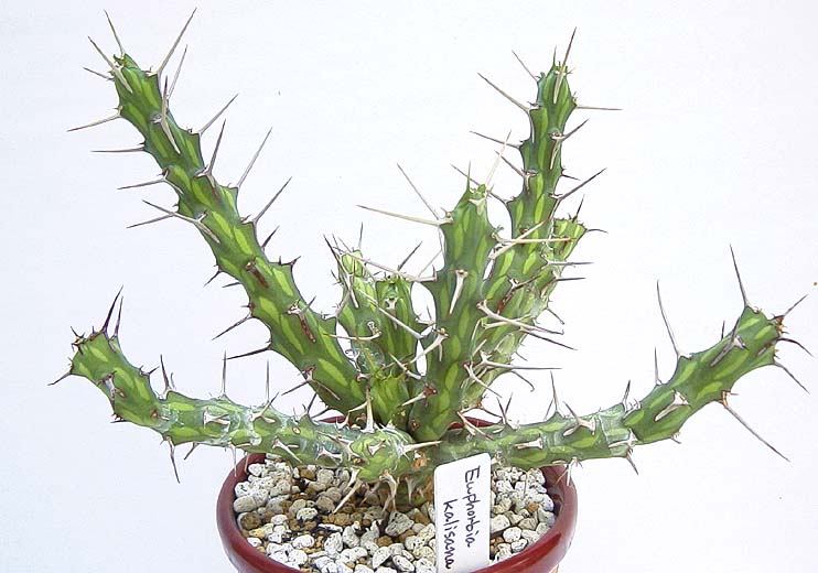 Euphorbia kalisana ̎ʐ^
