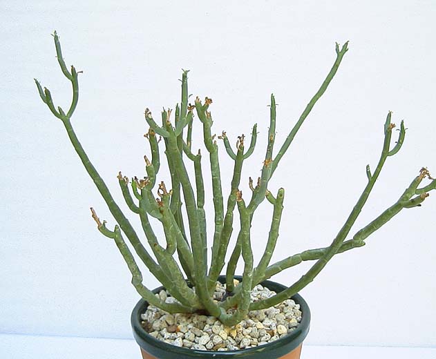 Euphorbia lavranii ̎ʐ^