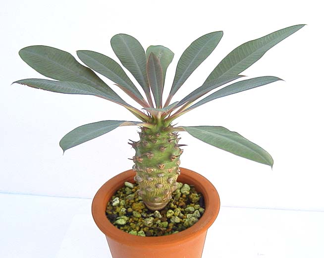 Euphorbia pachypodioides naked̎ʐ^