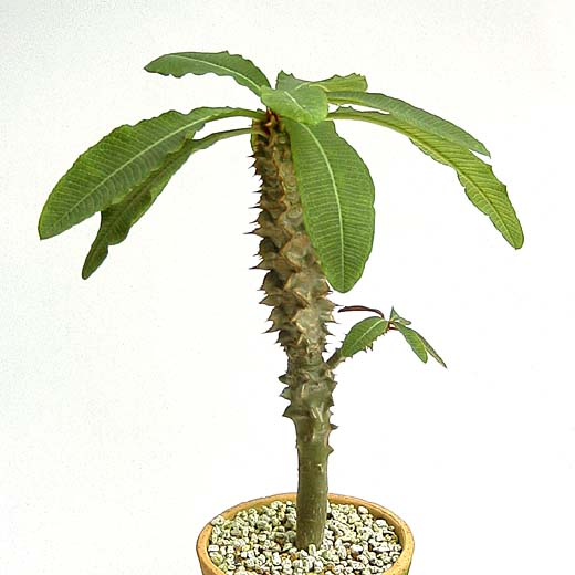 Euphorbia perrieri var. elongata ̎ʐ^