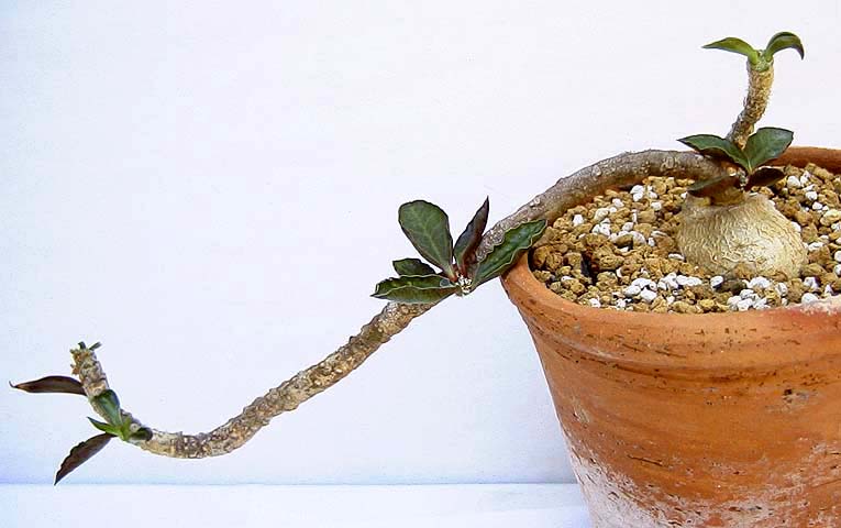 Euphorbia tulearensis ̎ʐ^