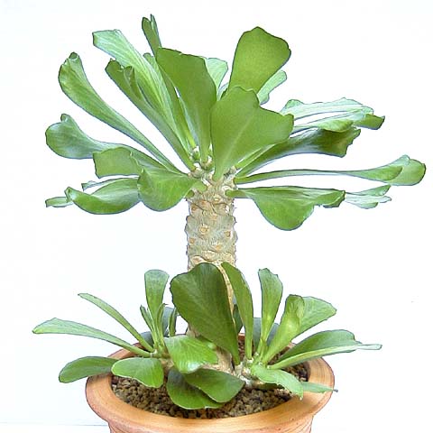 Euphorbia venenifica ̎ʐ^