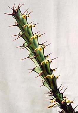 Euphorbia greenwayii ̎ʐ^