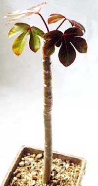 Jatropha gossypifolia ̎ʐ^