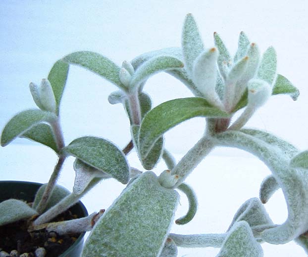 Kalanchoe eriophylla 