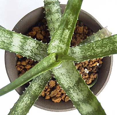 Lomatophyllum prostratum ̎ʐ^