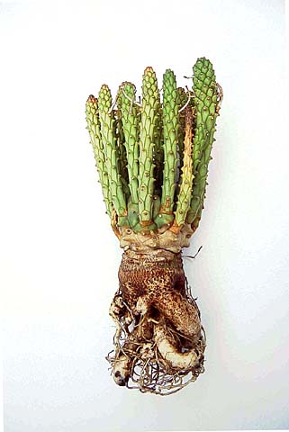 Euphorbia maleolens var. bloubergensis ̎ʐ^