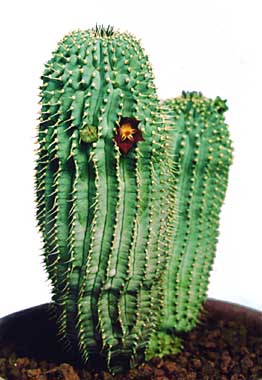 Trichocaulon piliferum ̎ʐ^