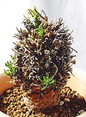 Euphorbia melanohydrata ̎ʐ^