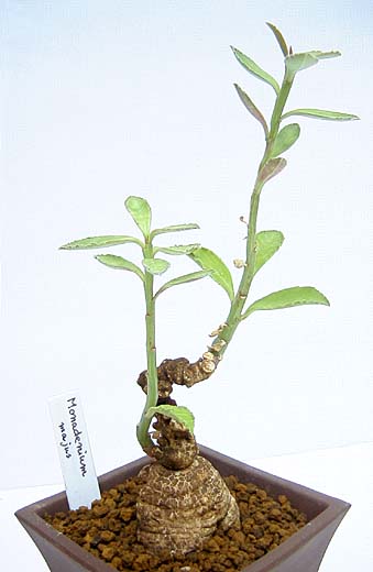 Monadenium majus ̎ʐ^