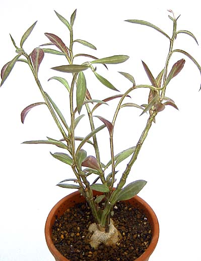 Monadenium montanum var. rubellum  ̎ʐ^