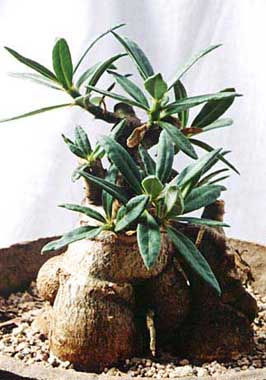 Pachypodium bispinosum ̎ʐ^
