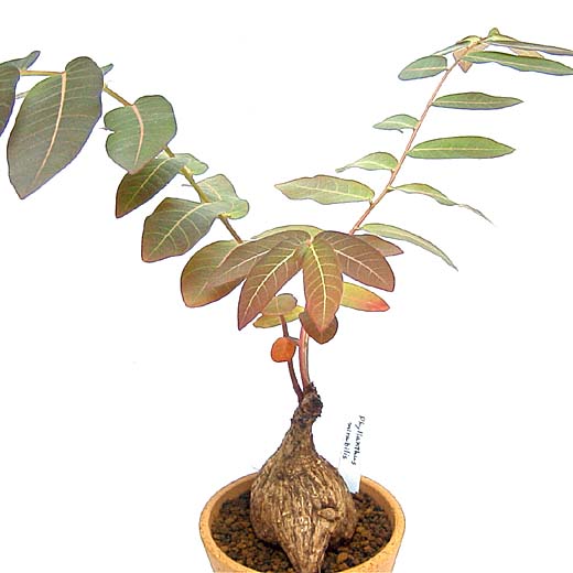 Phyllanthus mirabilis ̎ʐ^