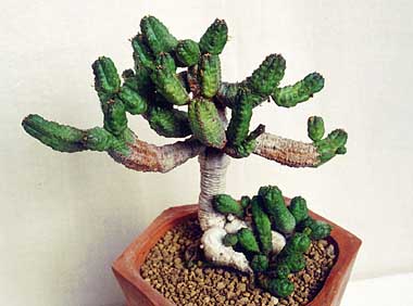 Euphorbia pseudoglobosa ̎ʐ^