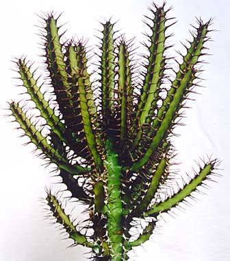 Euphorbia sekukuniensis ̎ʐ^