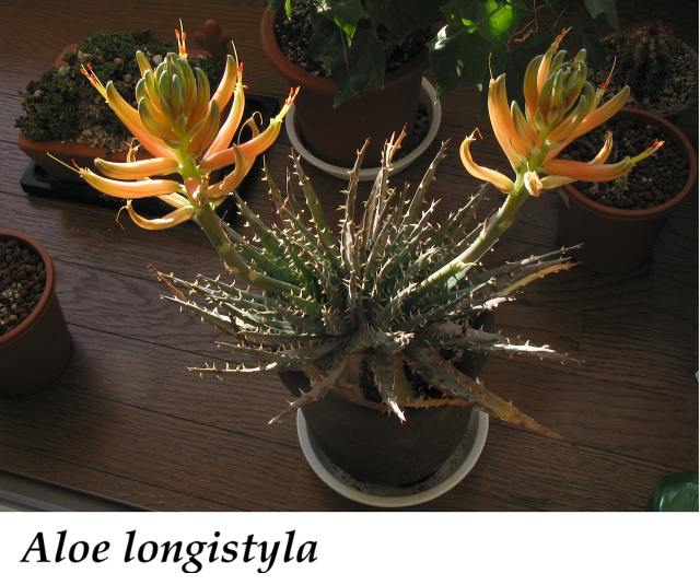 Aloe longistyla ̎ʐ^