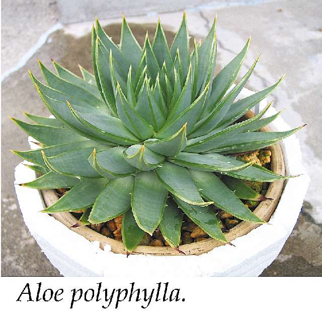 Aloe polyphylla ̎ʐ^
