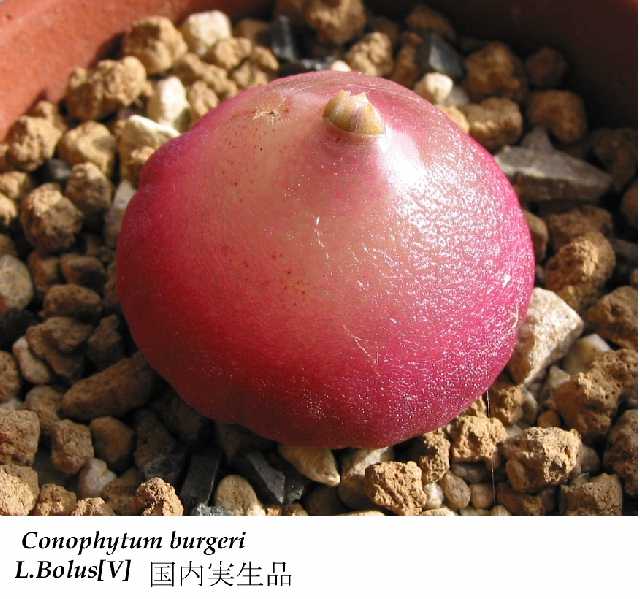 Conophytum burgeri ̎ʐ^