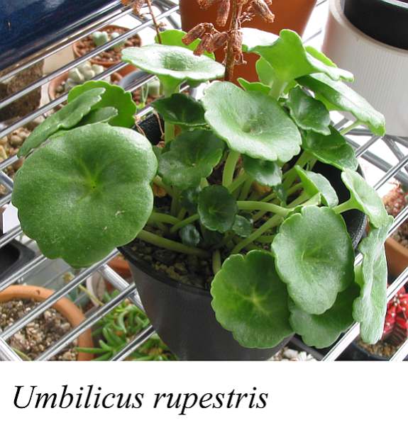 Umbilicus rupestris ̎ʐ^