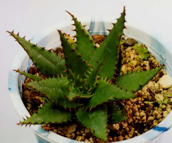 Aloe broomii ̎ʐ^
