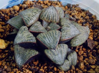 Haworthia dekenahii var. argenteo-maculosa ̎ʐ^