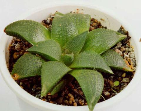 ハオルチア コエルマニオルム(Haworthia koelmaniorum) 多肉植物
