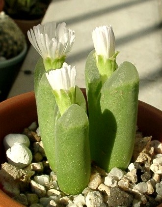 Ophthalmophyllum longum ̎ʐ^