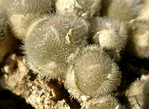 Conophytum stephanii ̎ʐ^